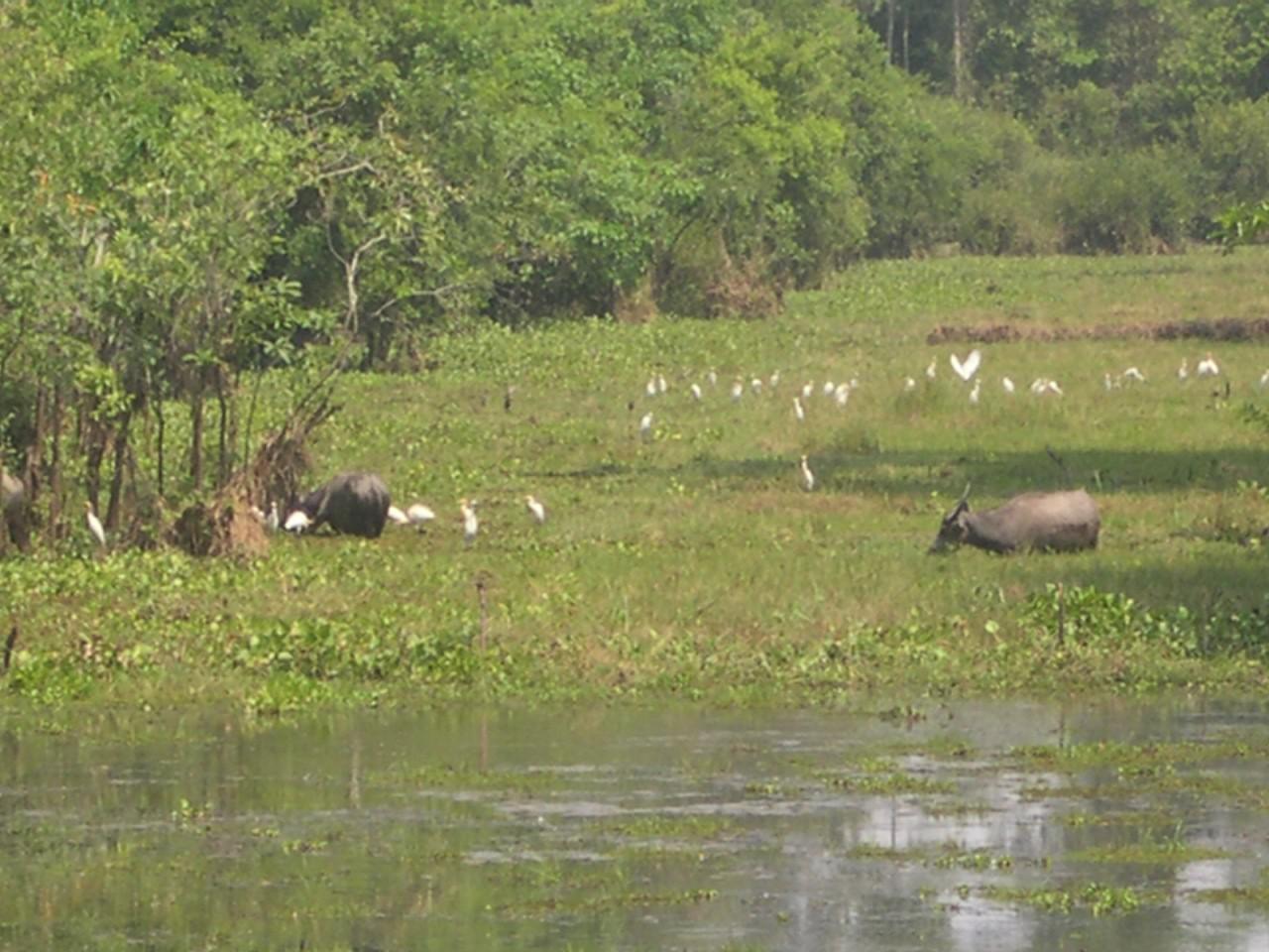 Angkor