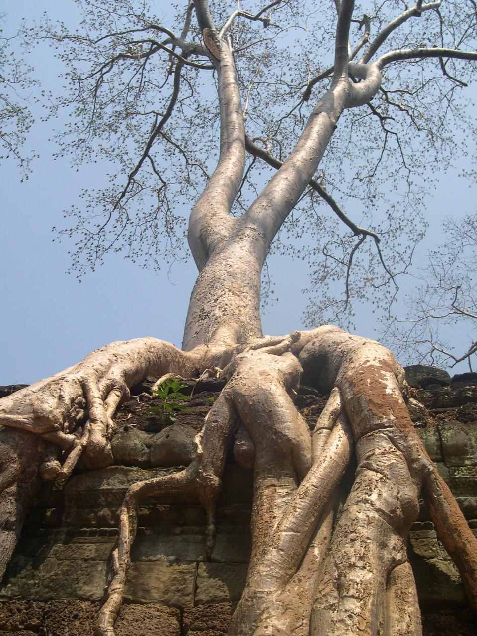 Angkor