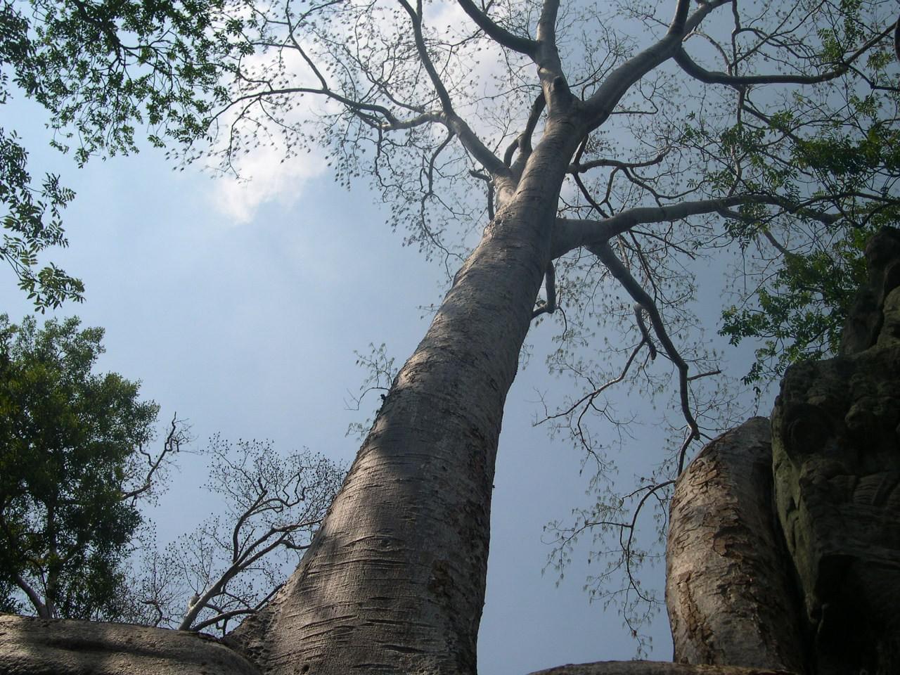 Angkor