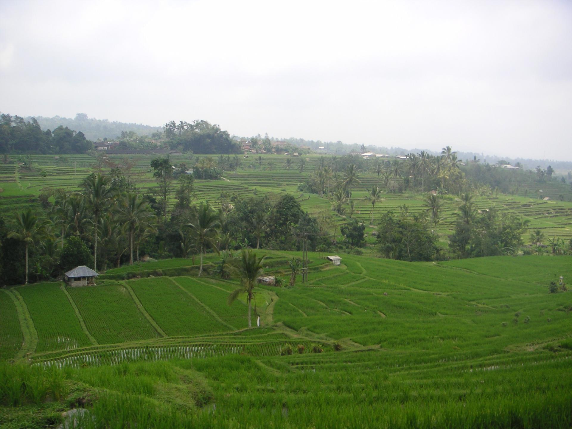 Bali