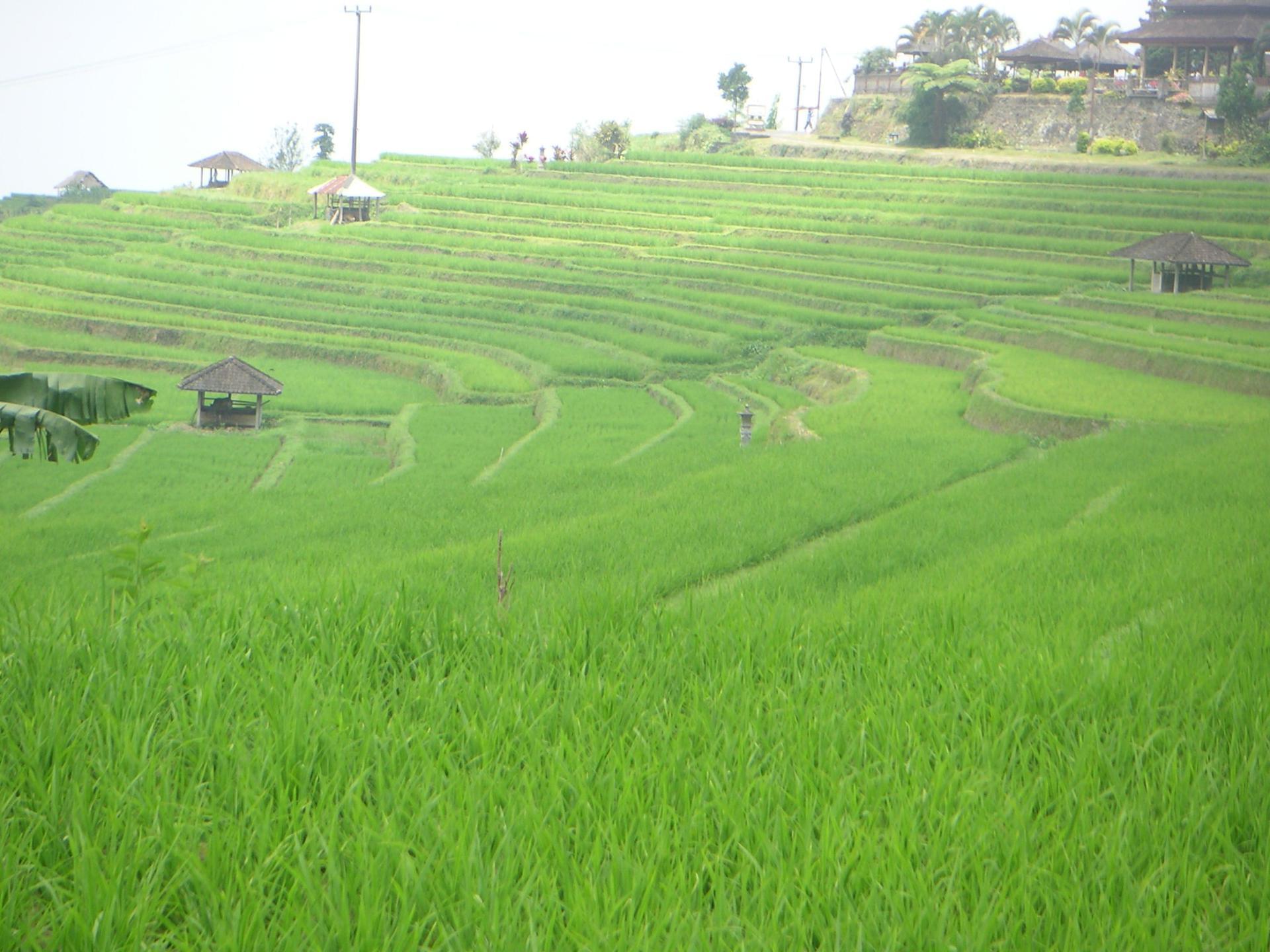 Bali