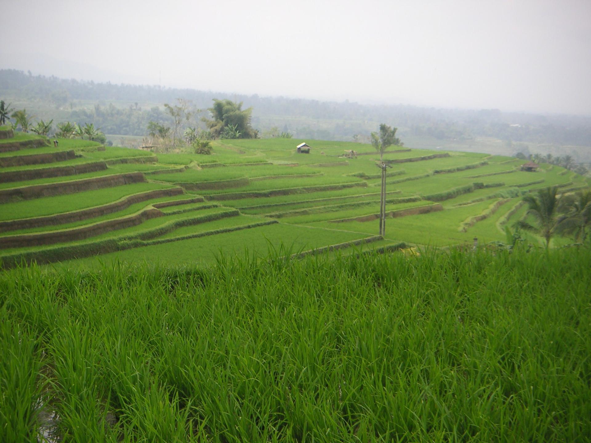 Bali