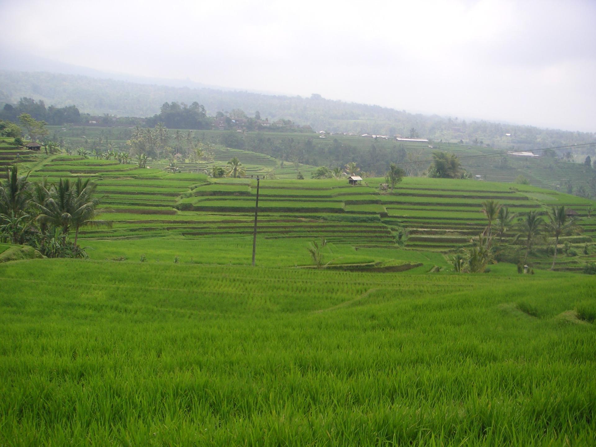 Bali