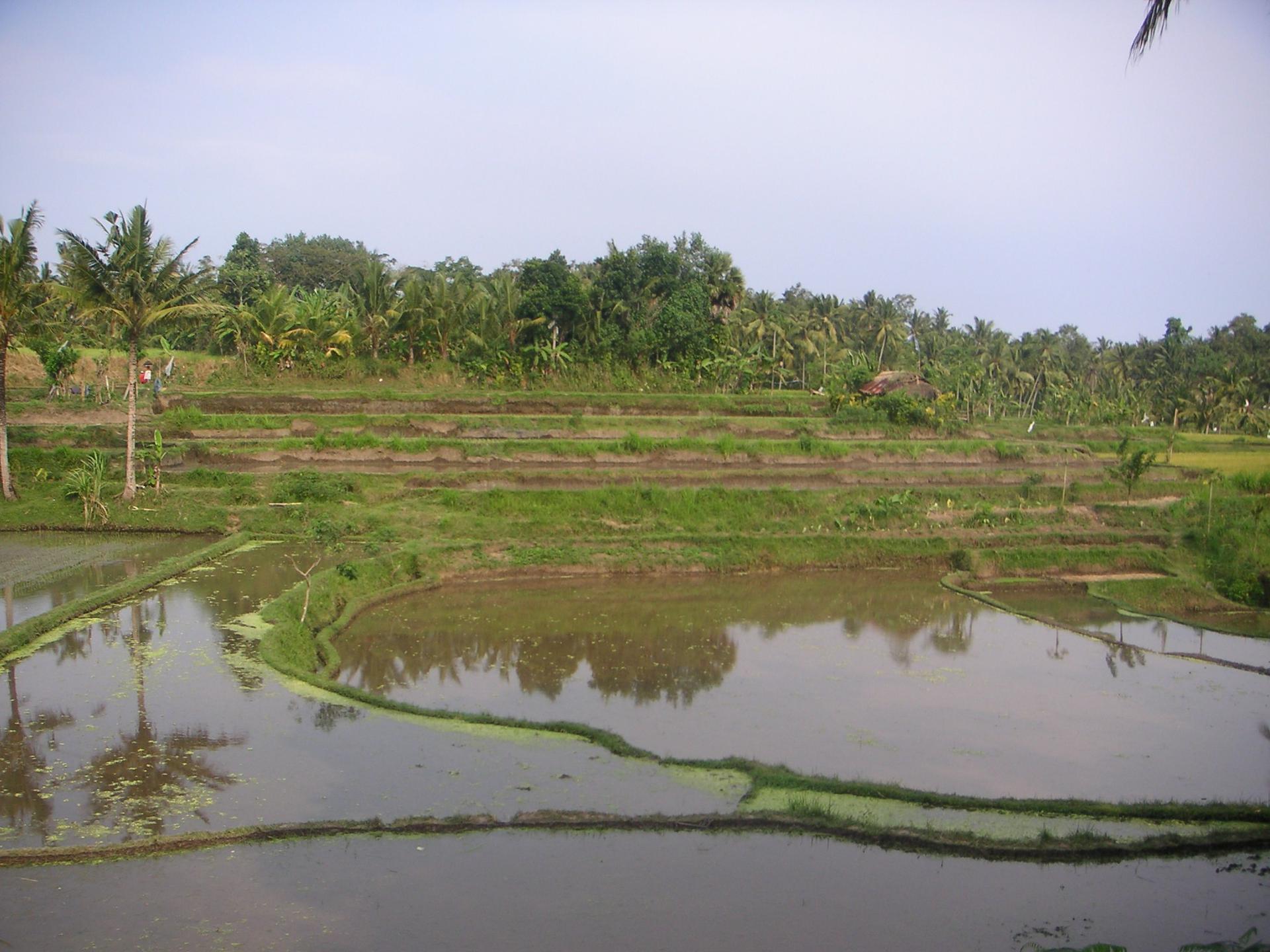 Bali