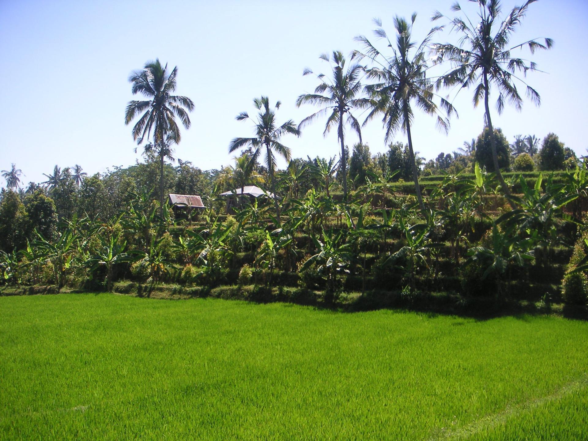 Bali