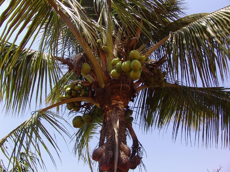 Brésil