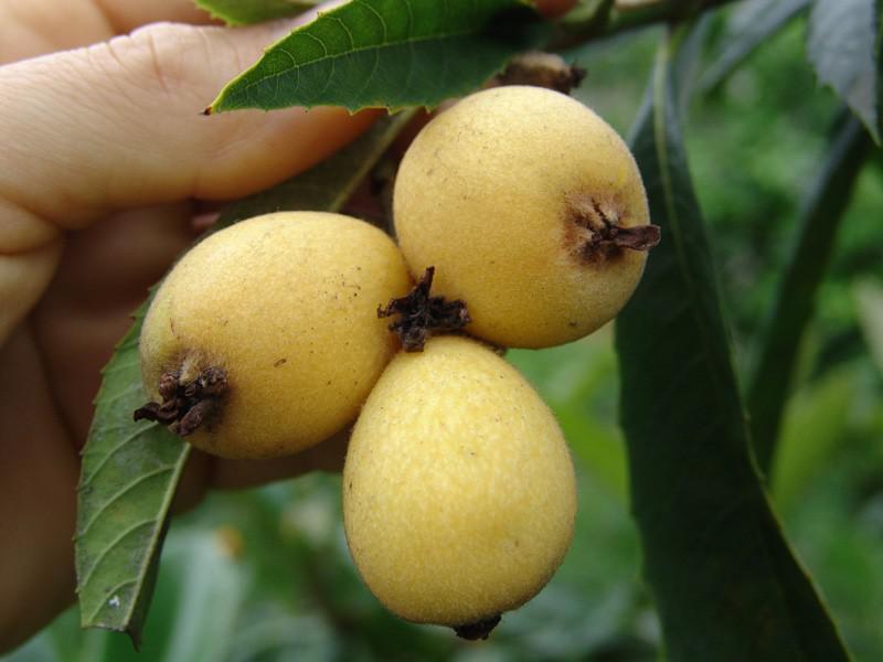 Brésil