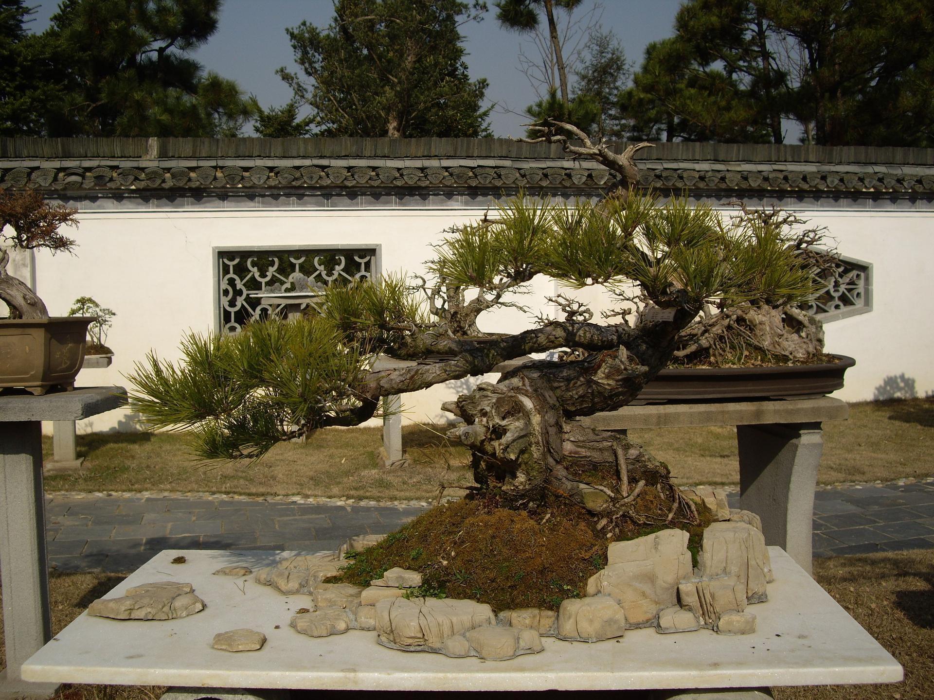 Chine