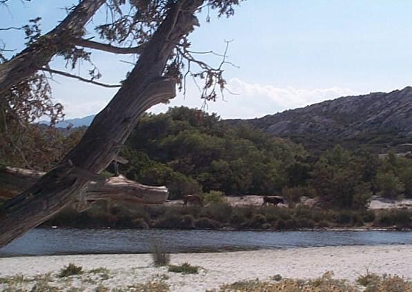 Corse