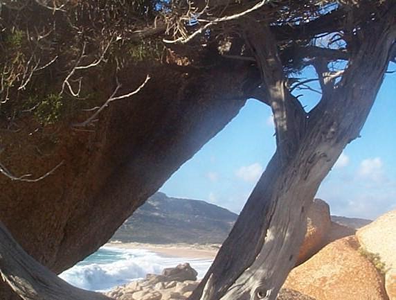 Corse