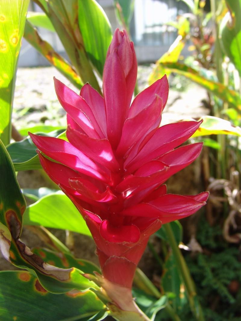 Costa Rica