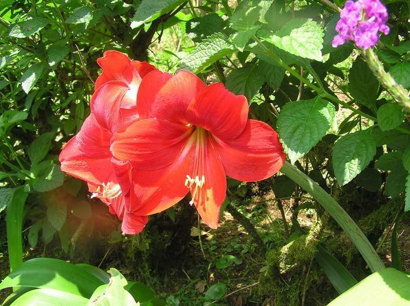 Costa Rica