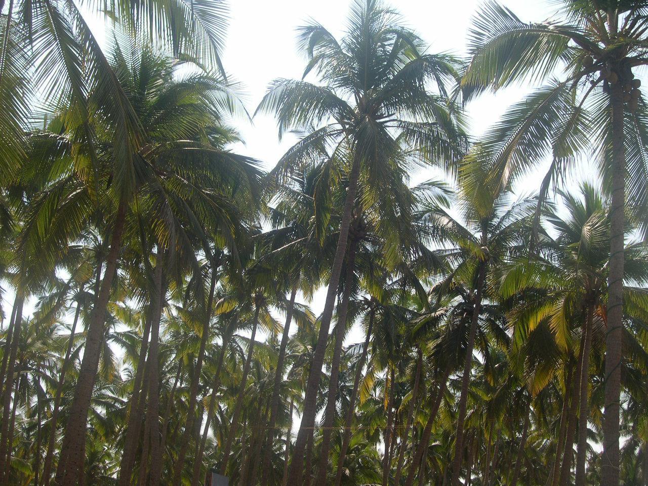 Goa