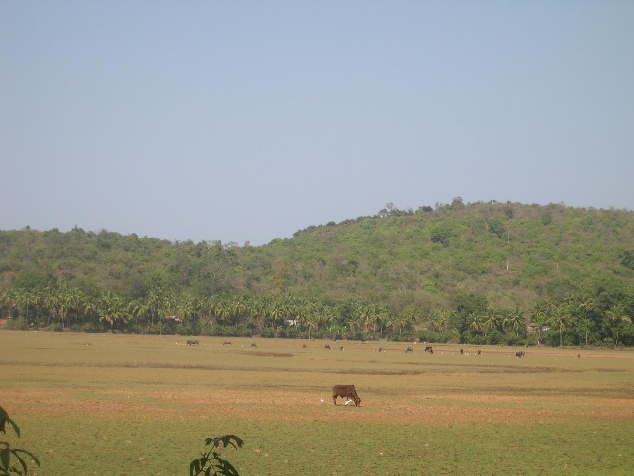 Goa
