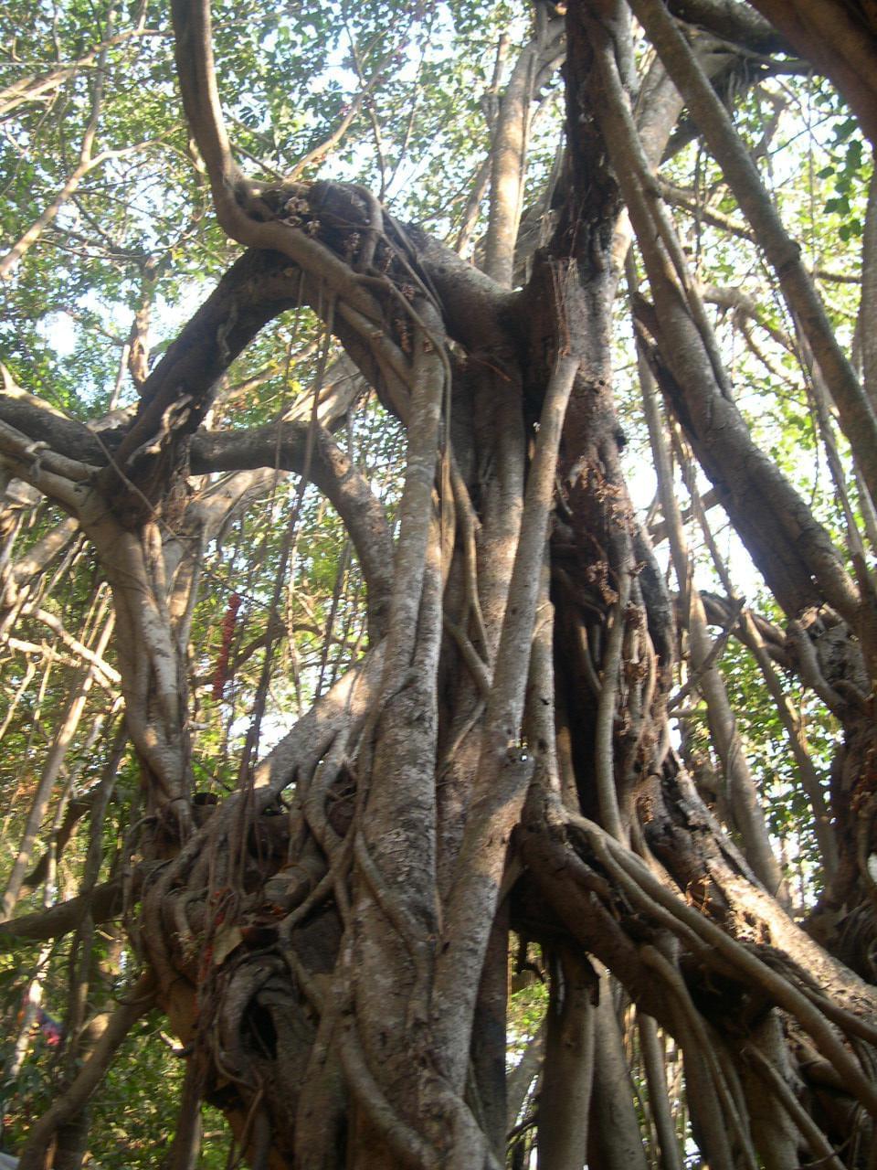 Goa