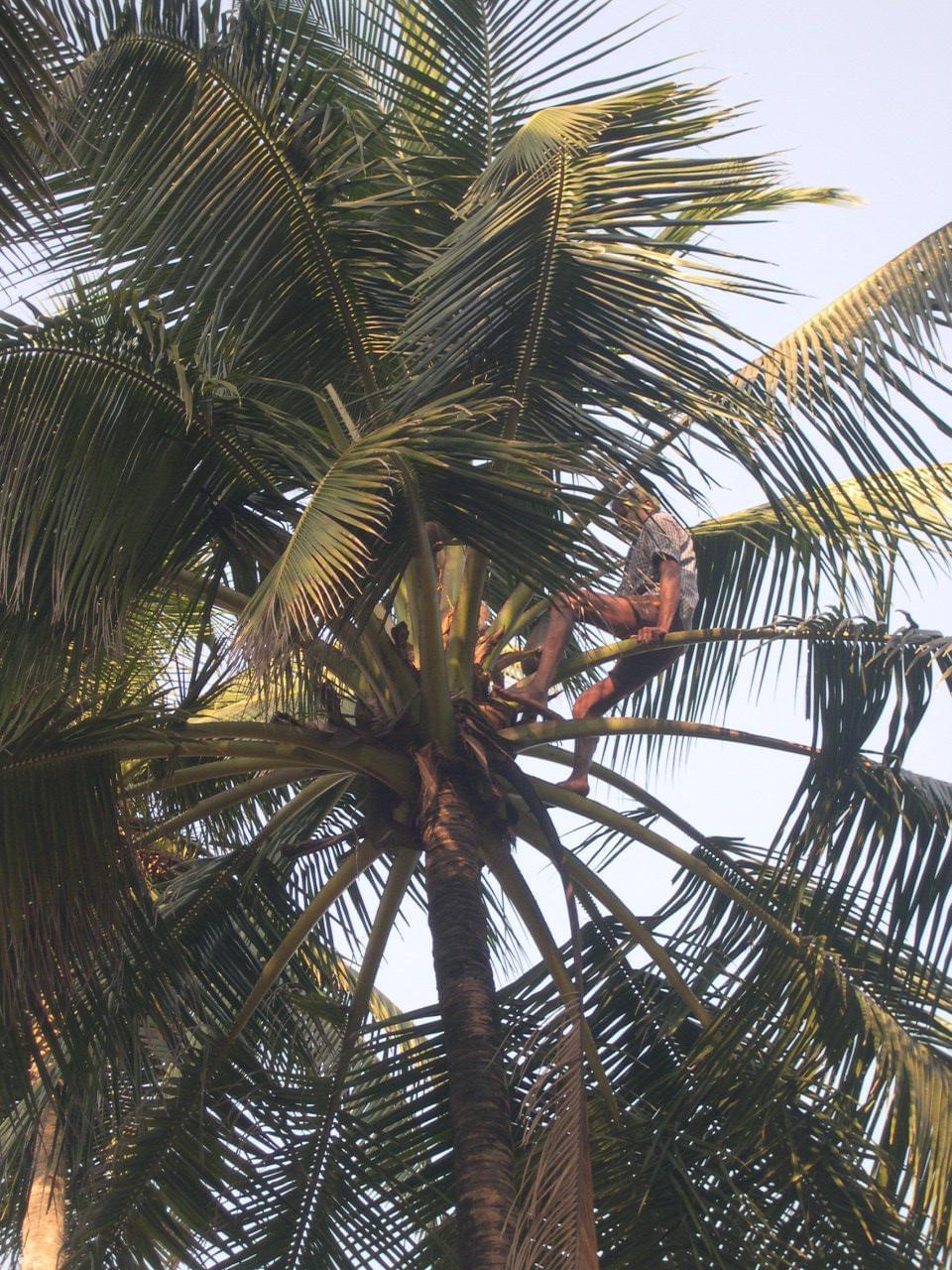 Goa