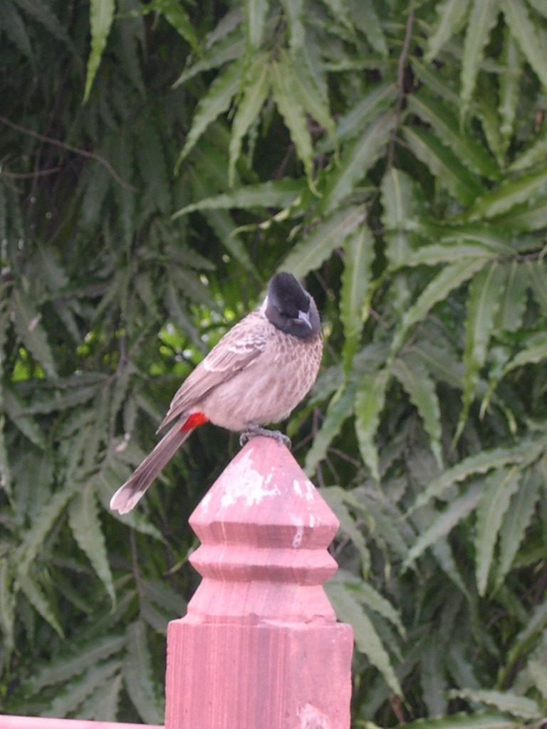 Jaipur