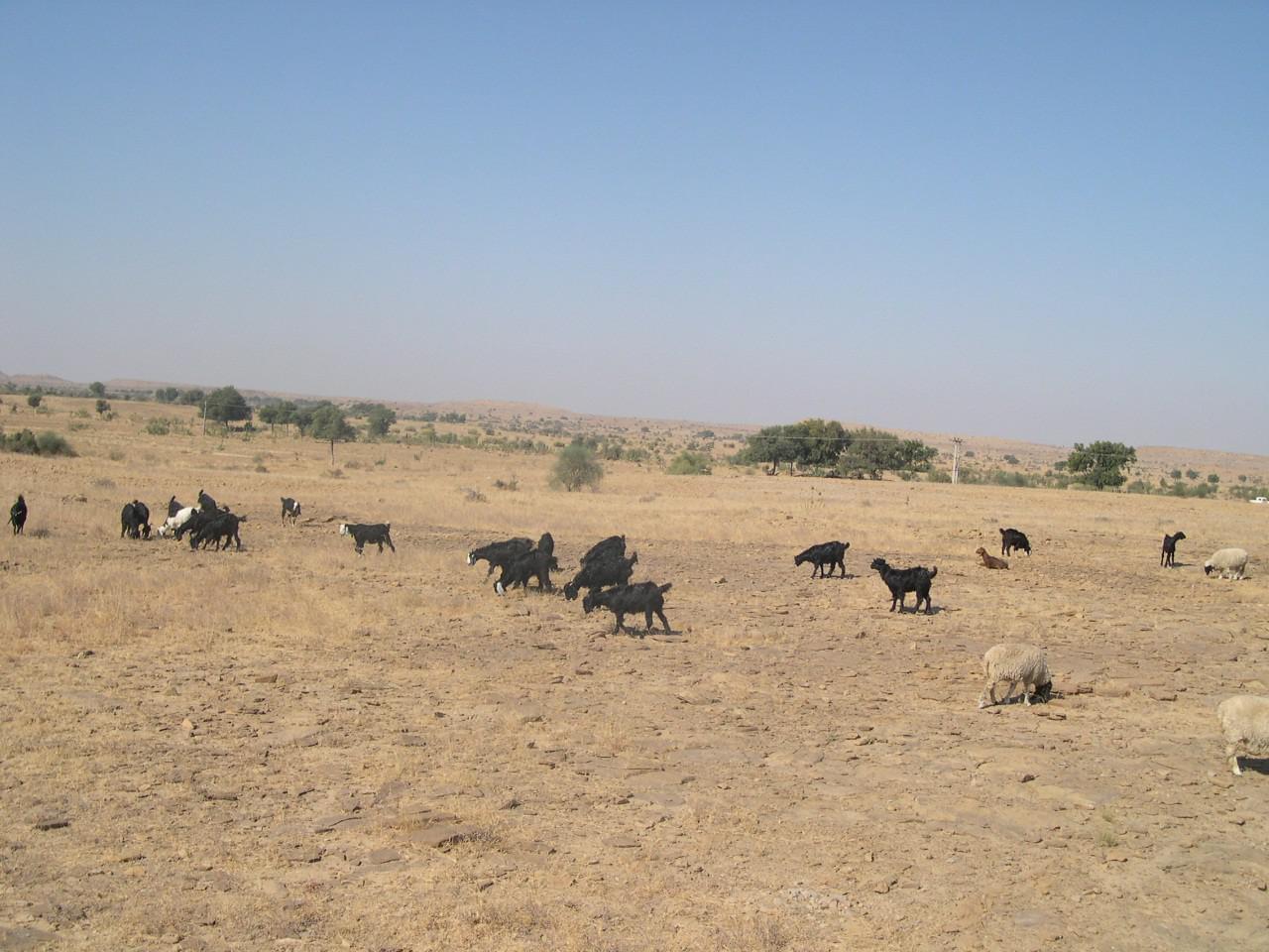 Jaisalmer