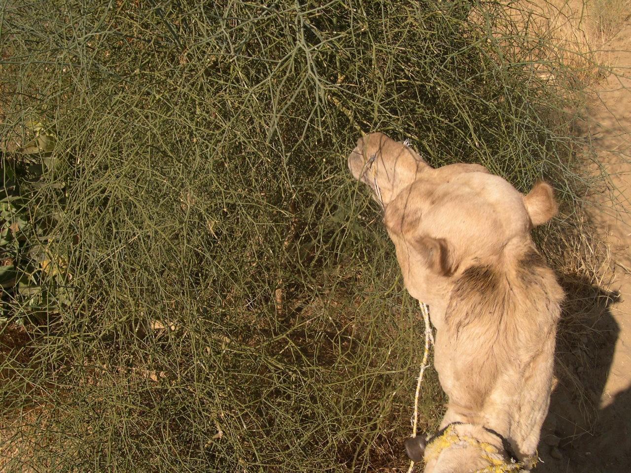Jaisalmer
