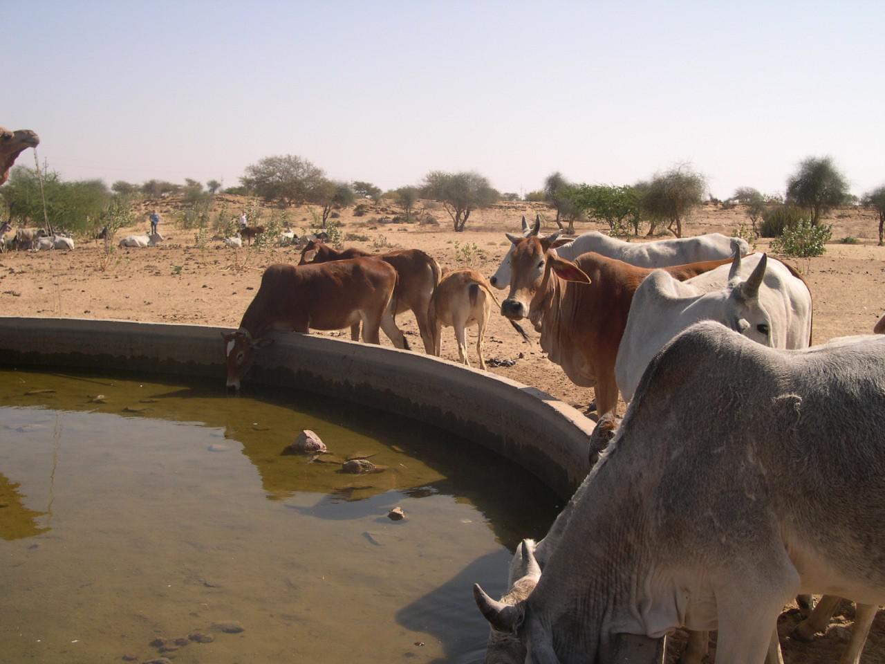Jaisalmer