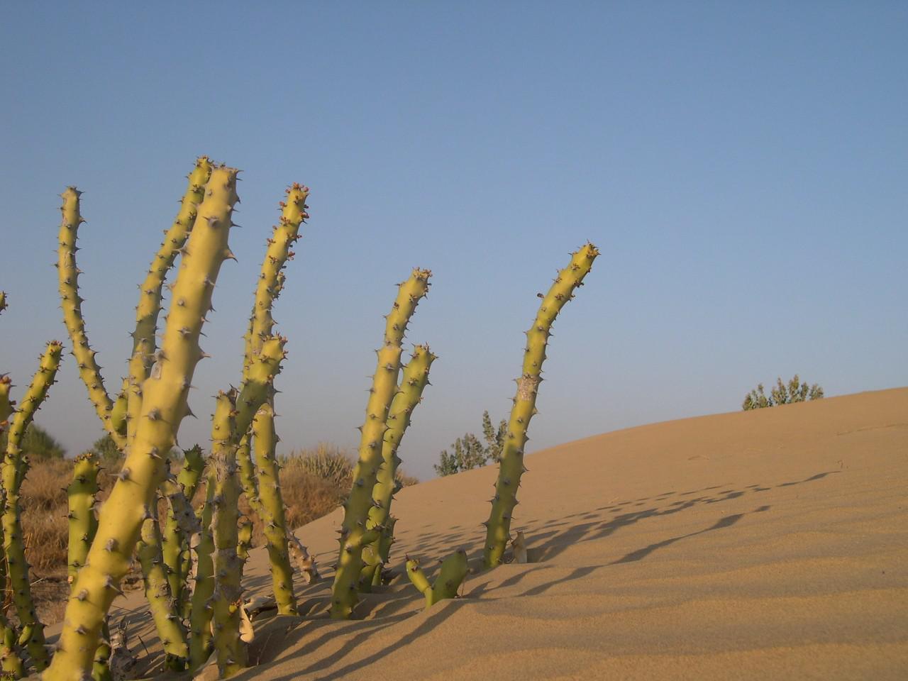 Jaisalmer