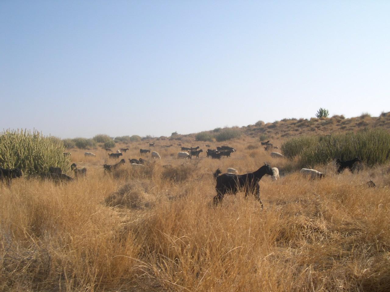 Jaisalmer