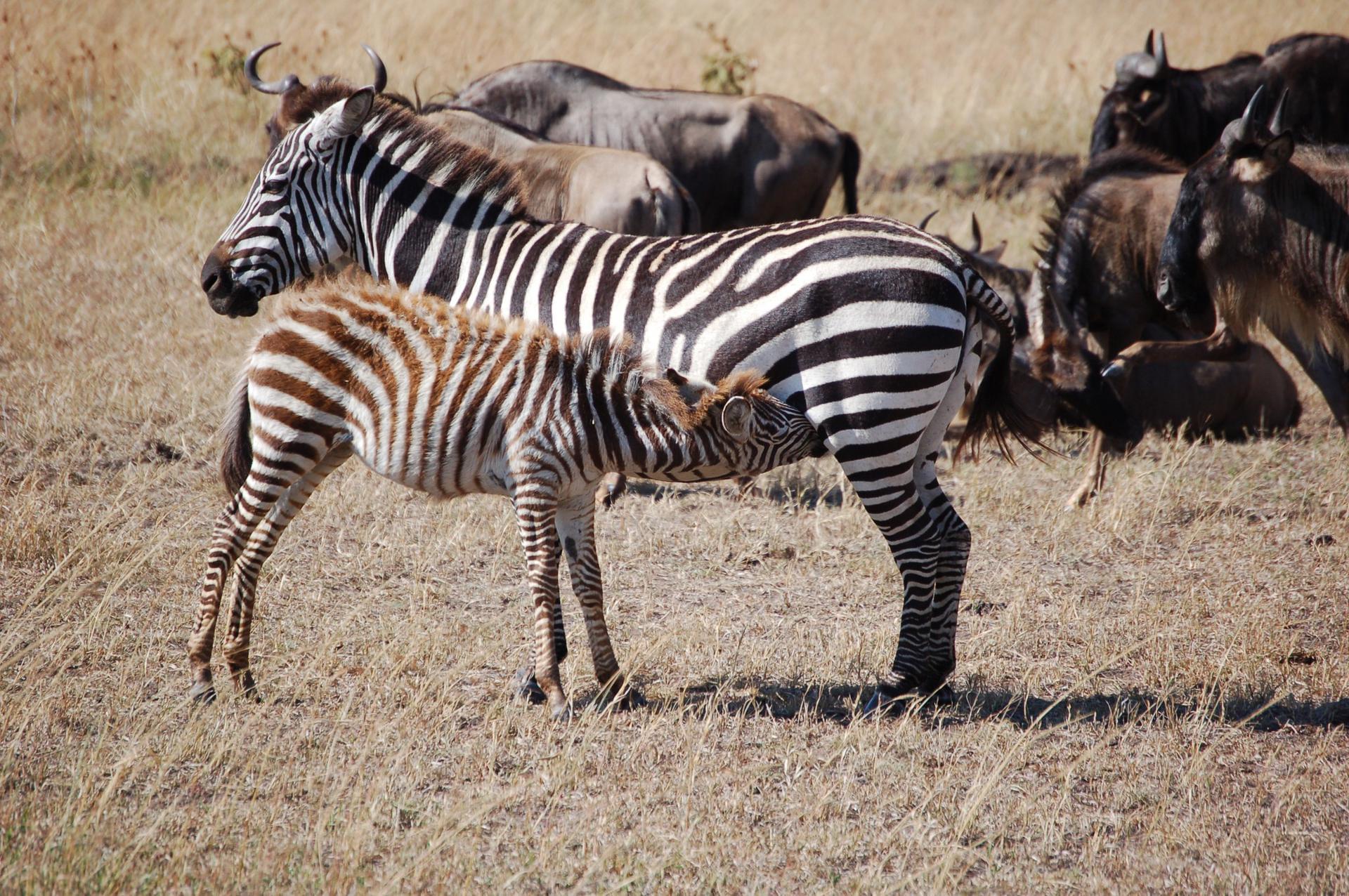 Kenya