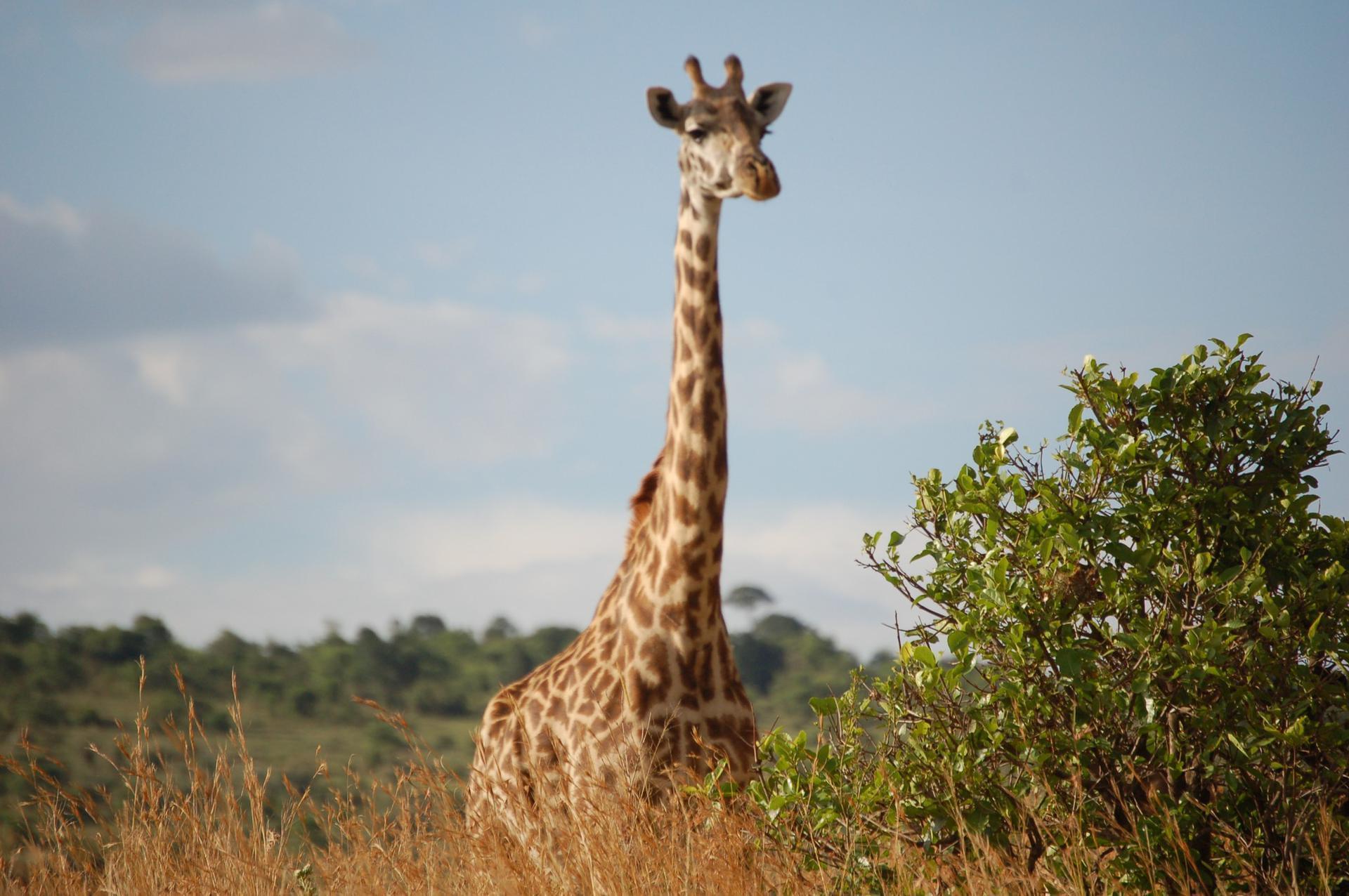Kenya