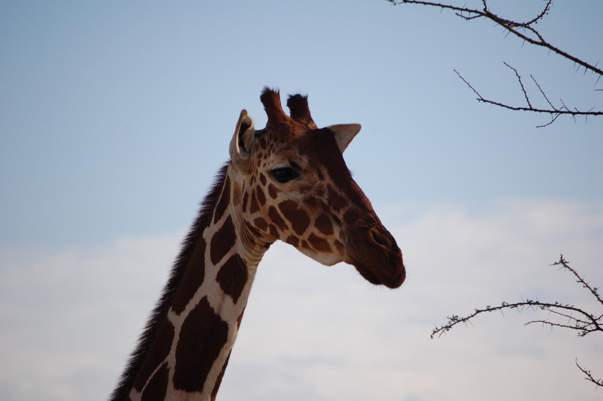 Kenya