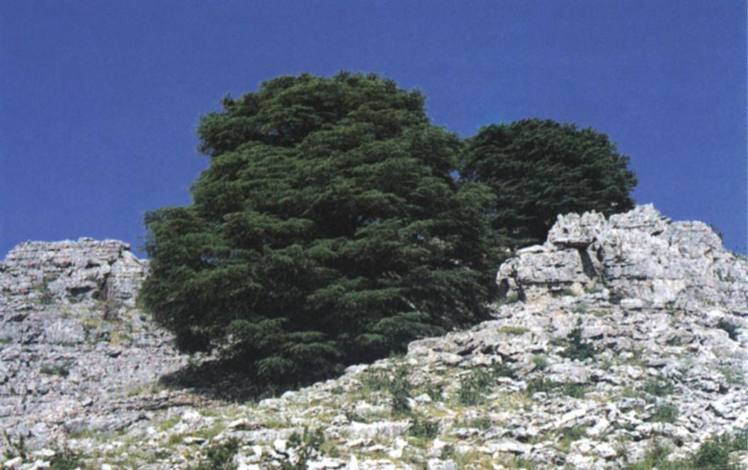 Liban