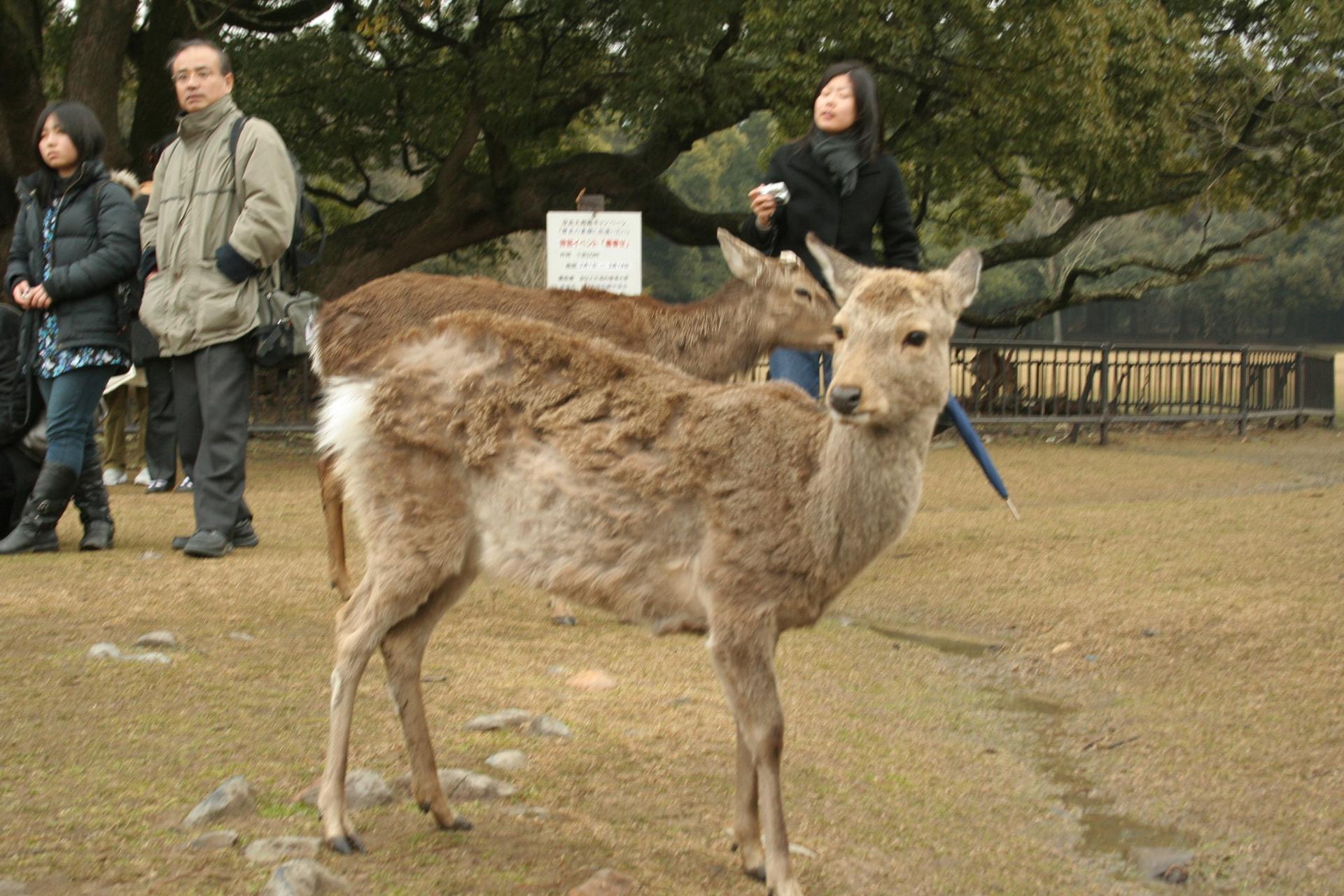 Guide Le guide des principaux lieux : Nara