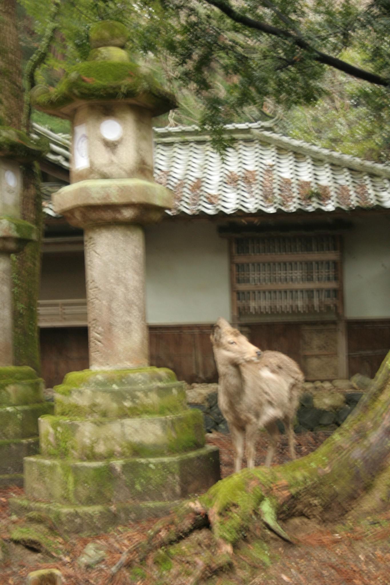 Nara