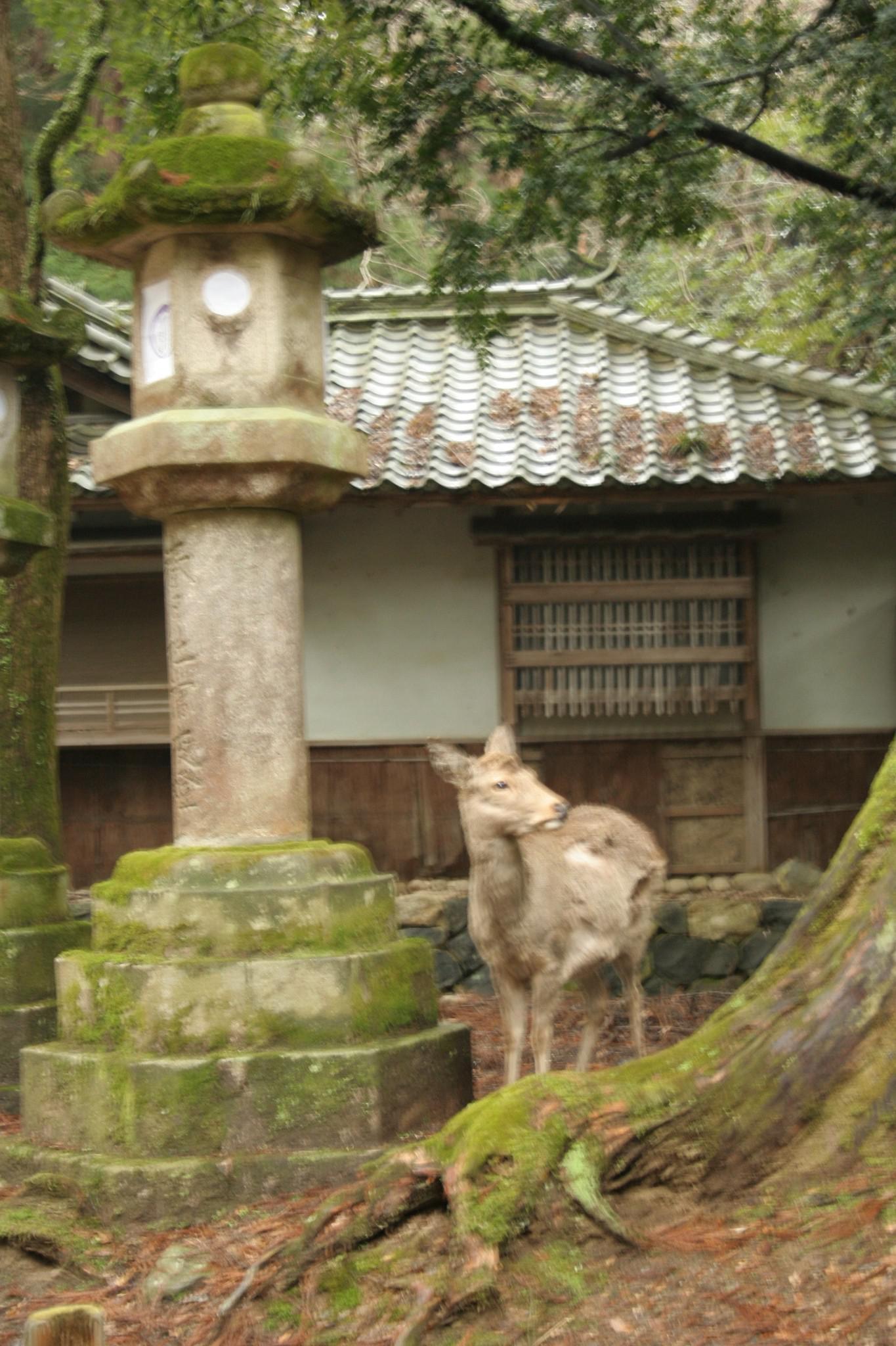 Nara