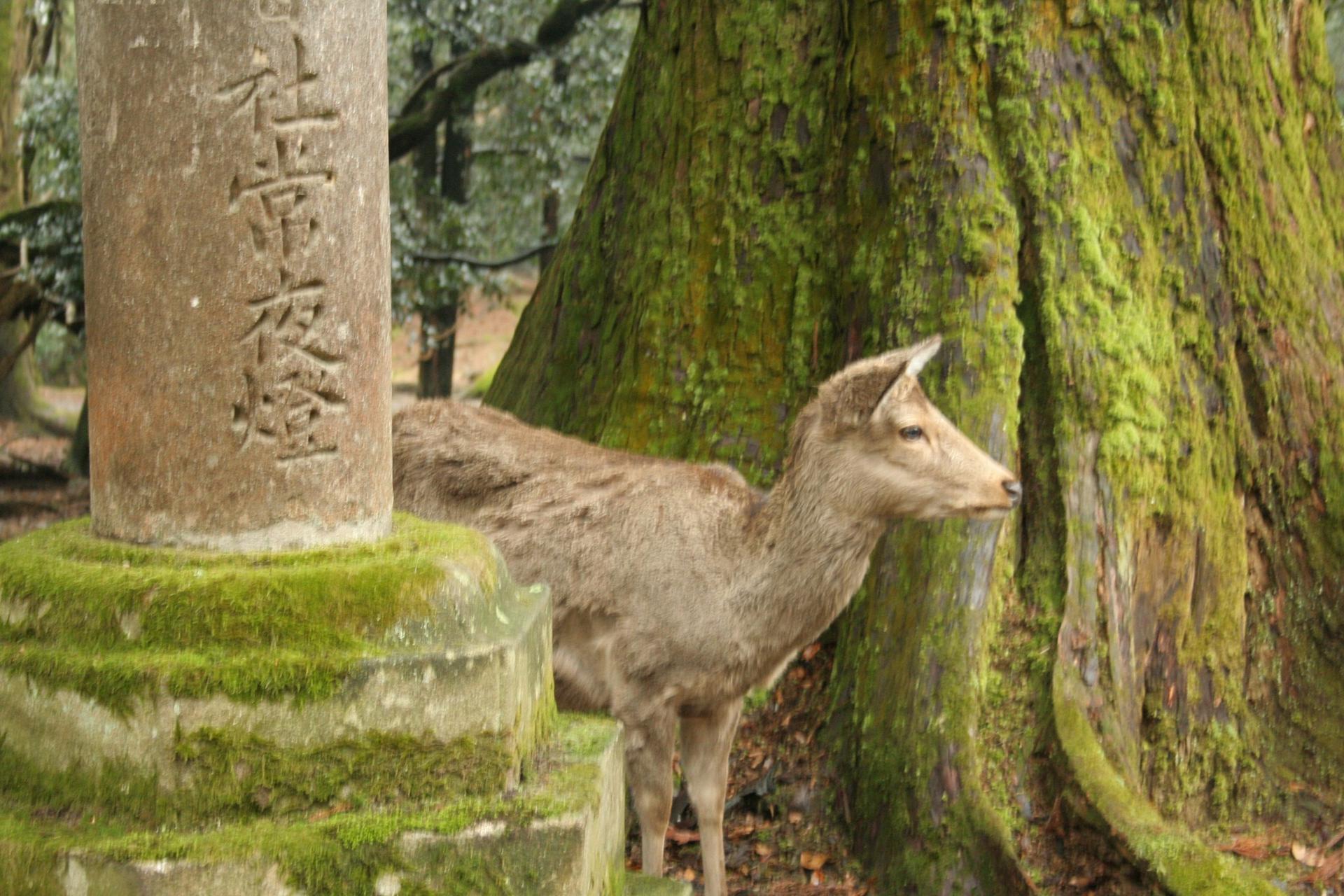 Nara