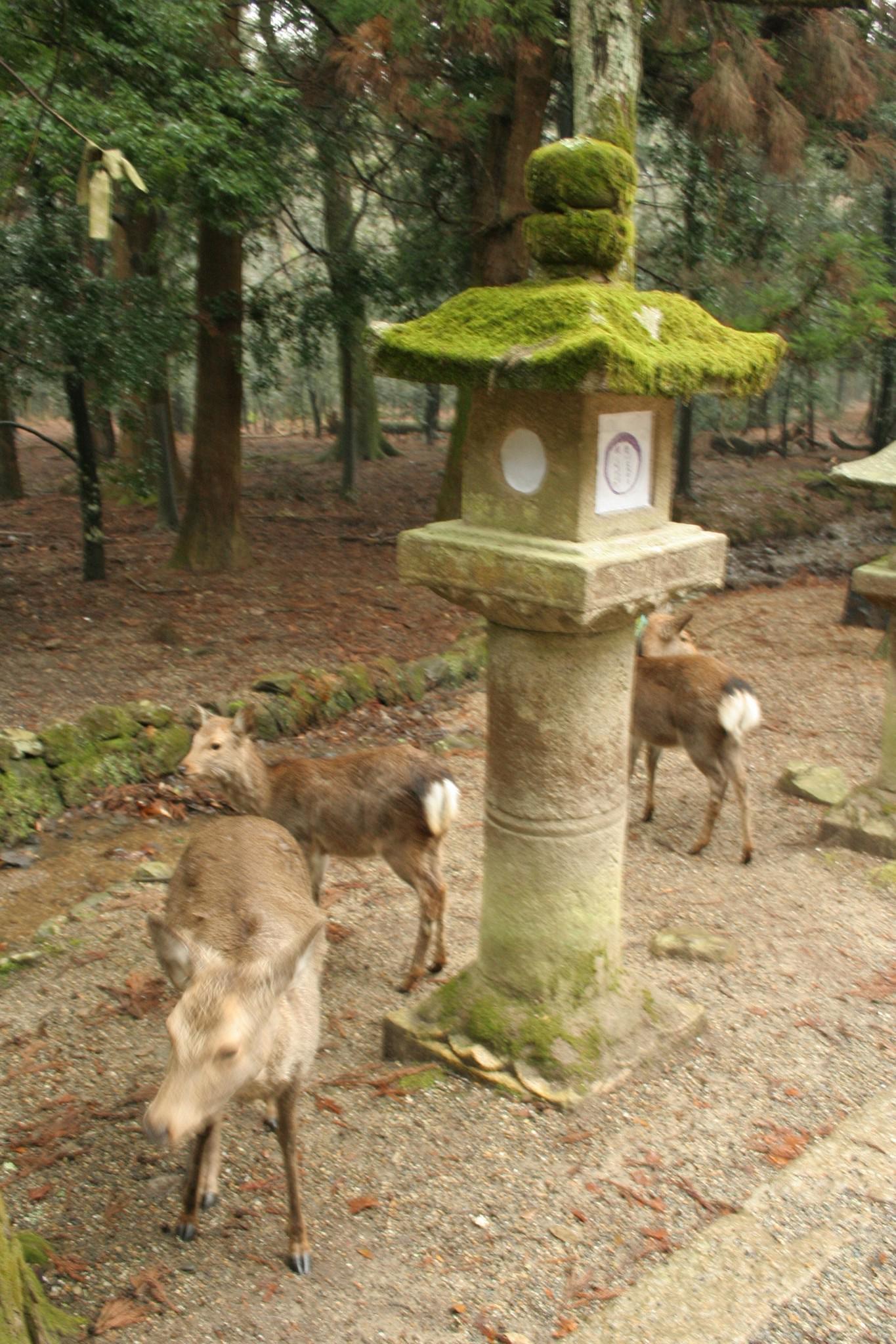 Nara