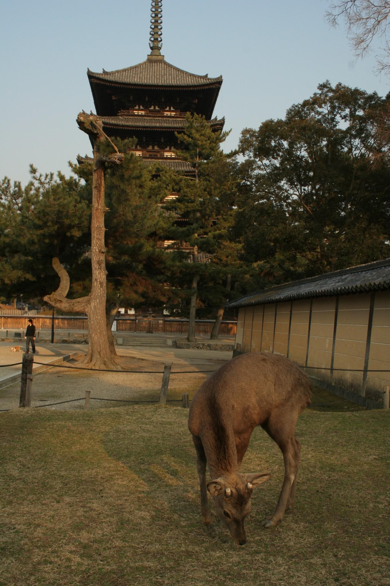 Guide Le guide des principaux lieux : Nara