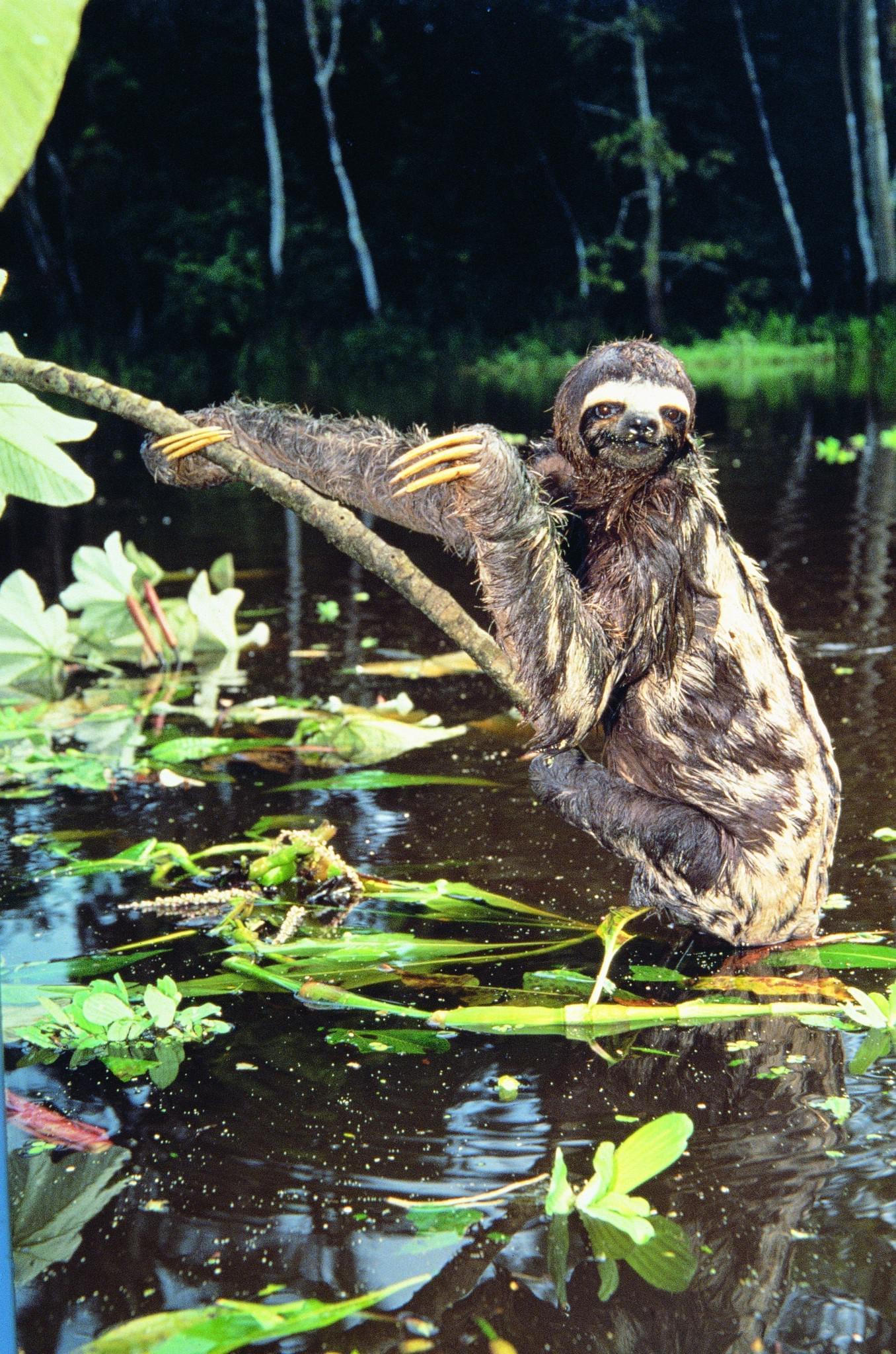 Pérou