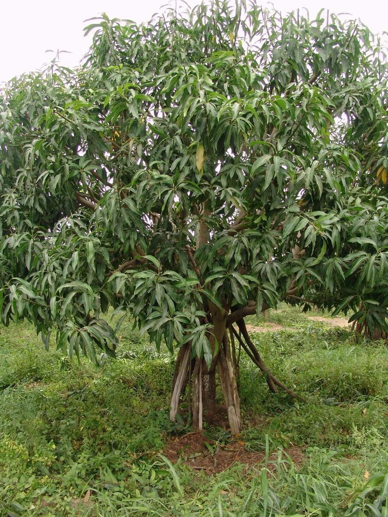 Pérou