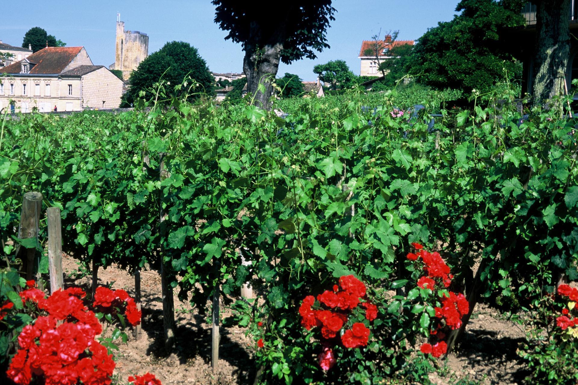 Photo Saint-Emilion