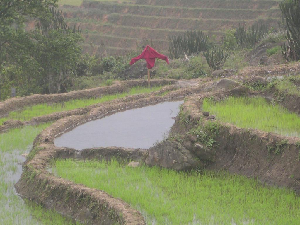 Sapa