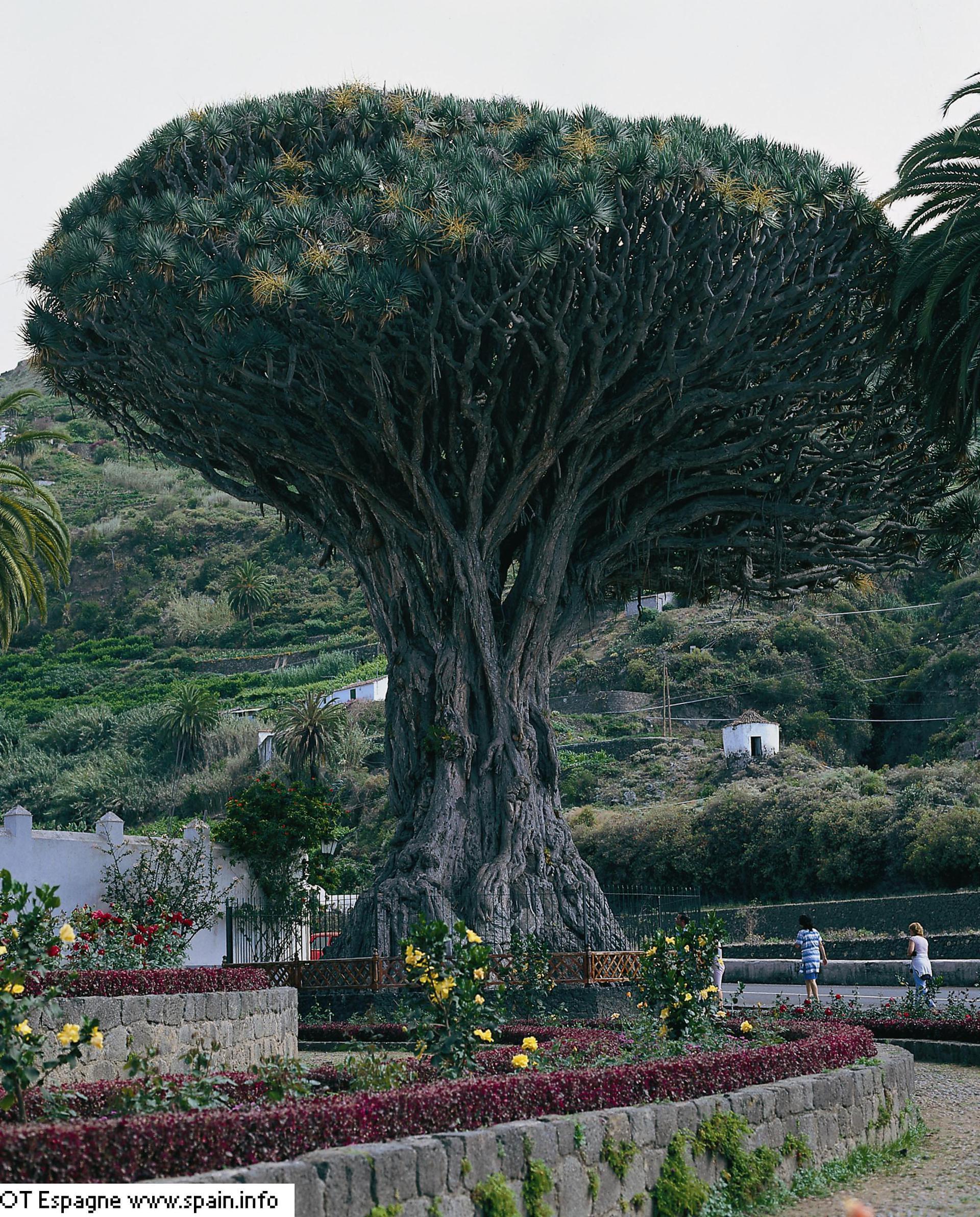 Tenerife