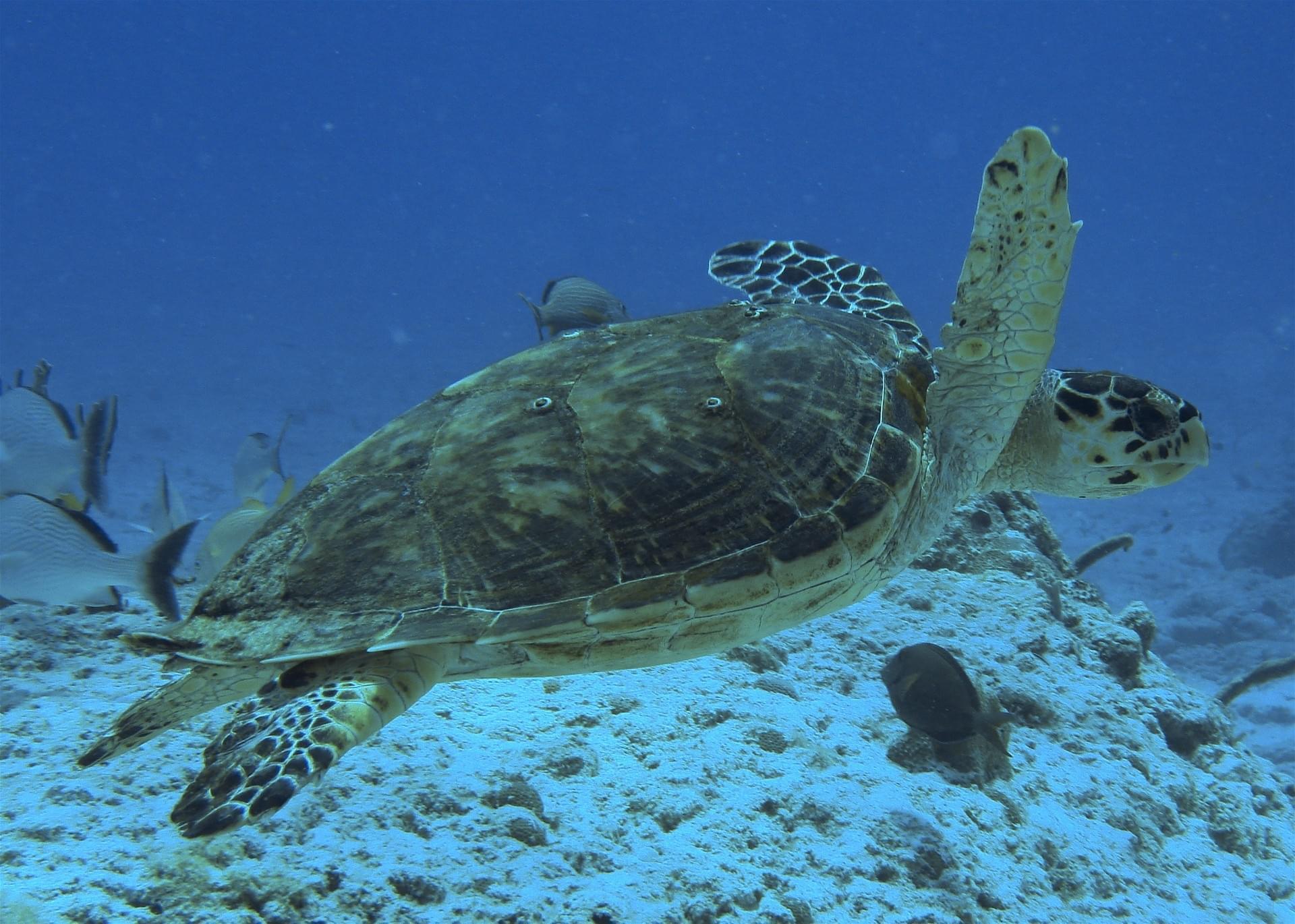 Guide Guadeloupe 60 Lieux A Voir Telechargement Gratuit Pdf