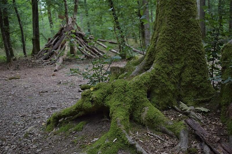 ForÃªt de MouliÃre