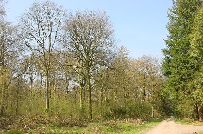 La forÃªt de CrÃcy