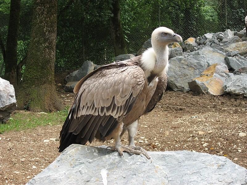 ZoodyssÃe en forÃªt de ChizÃ