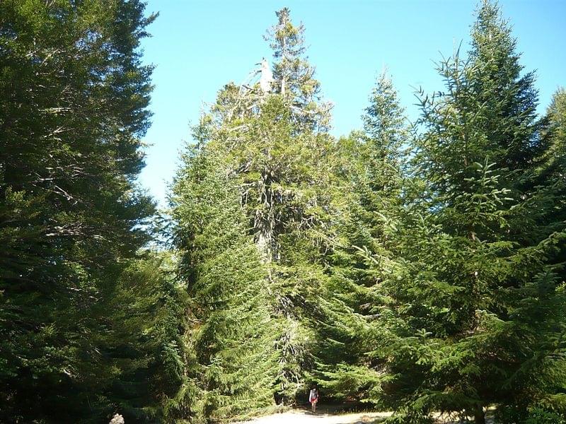 ForÃªt de Marmano