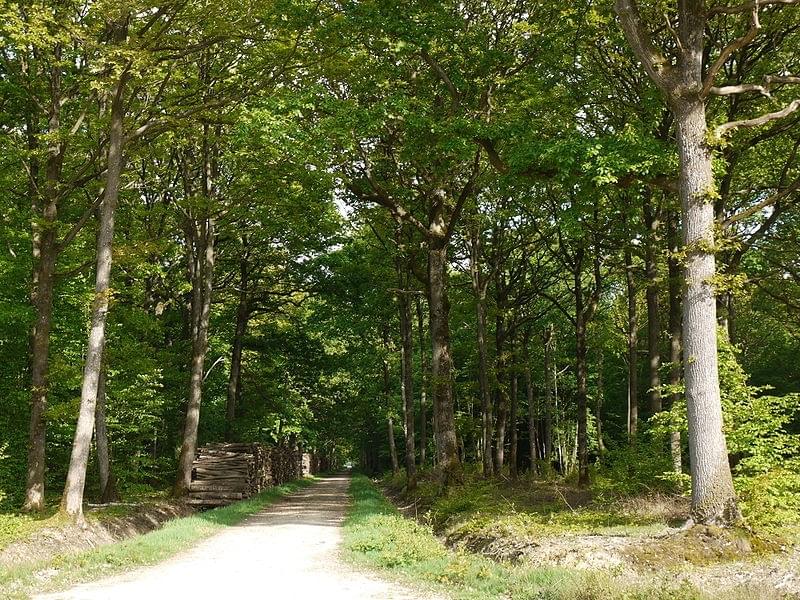 ForÃªt de Rambouillet