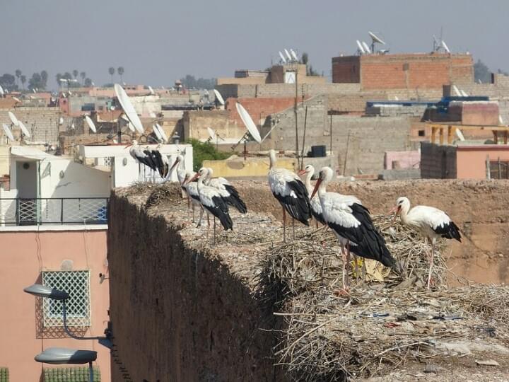 Les cigognes de Marrakech