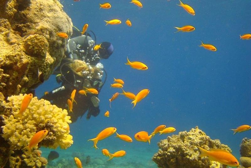 Plongée à Eilat