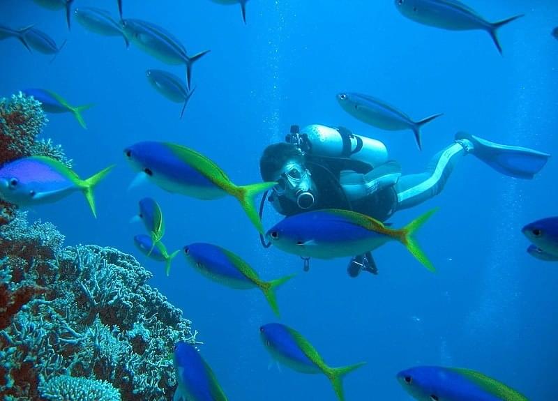 Plongée à la Grande barrière de Corail